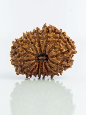 14 Mukhi lab certified Original Rudraksh