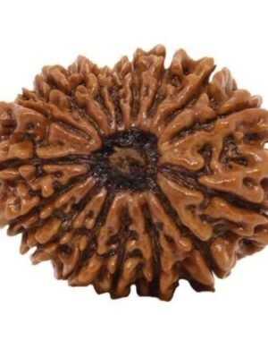 16 Mukhi Original Rudraksh lab certified