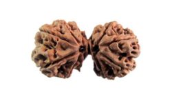 gauri shankar rudraksha