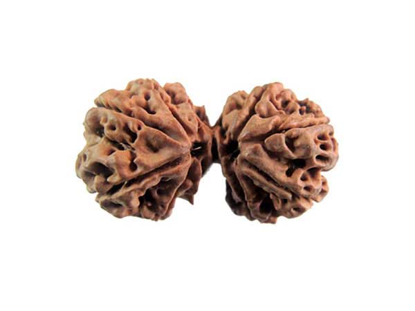 gauri shankar rudraksha